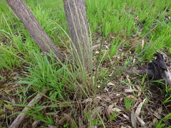 Lomandra multiflora dura