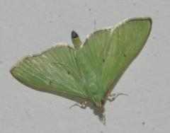 Parotis prasinophila