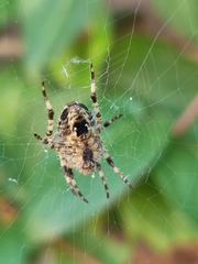 Araneus diadematus