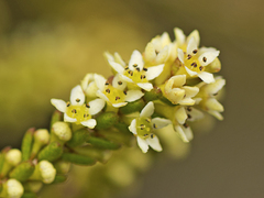 Micromyrtus littoralis