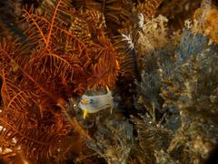 Polycera capensis