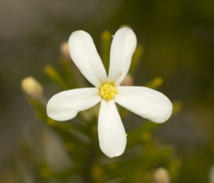Ricinocarpos pinifolius