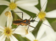Trachylestes aspericollis