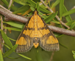 Metallarcha achoeusalis