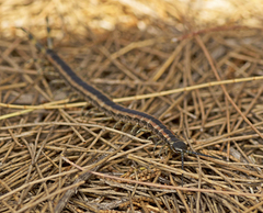 Scolopendra laeta