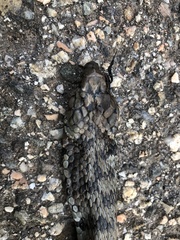 Natrix helvetica cetti