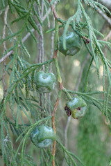 Cupressus pendula