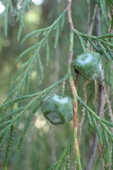 Cupressus pendula