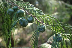 Cupressus pendula