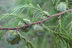 Cupressus pendula