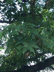 Fraxinus excelsior
