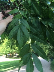Fraxinus excelsior