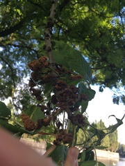 Fraxinus excelsior