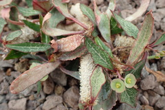 Euphorbia francoisii