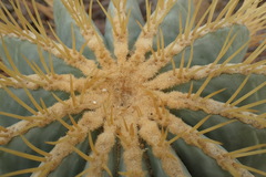 Ferocactus glaucescens