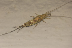 Petrobius maritimus