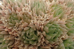 Haworthia cooperi