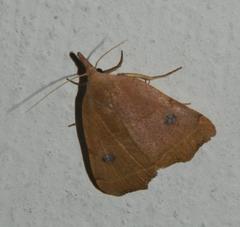 Hondryches phalaeniformis