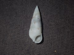 Cerithium nesioticum