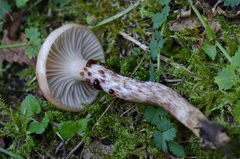 Gomphidius maculatus