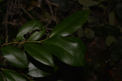 Diospyros pentamera