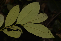 Diospyros pentamera