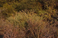 Polygala teretifolia