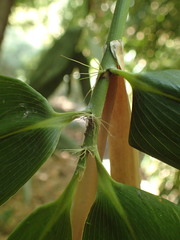 Indocalamus latifolius