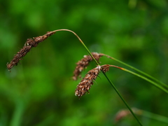 Carex laevissima