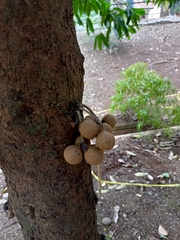 Stelechocarpus burahol