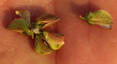 Polygala teretifolia