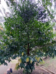 Stelechocarpus burahol