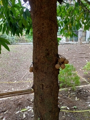 Stelechocarpus burahol