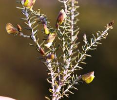 Polygala teretifolia