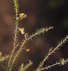 Polygala teretifolia