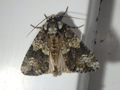 Craniophora ligustri