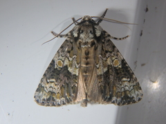 Craniophora ligustri