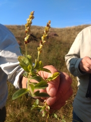 Veronica officinalis