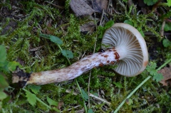 Gomphidius maculatus