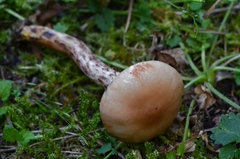 Gomphidius maculatus