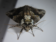 Craniophora ligustri