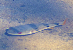 Marilyna pleurosticta