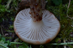 Gomphidius maculatus