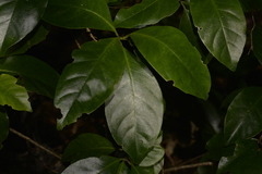 Vanguerieae