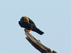 Ampeliceps coronatus