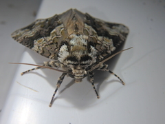 Craniophora ligustri