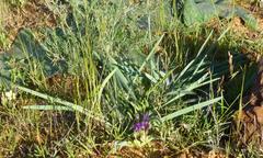 Gethyllis gregoriana