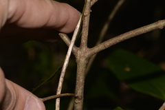 Vanguerieae