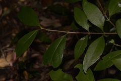 Vanguerieae