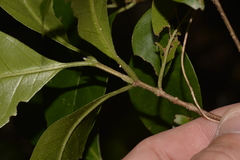 Vanguerieae